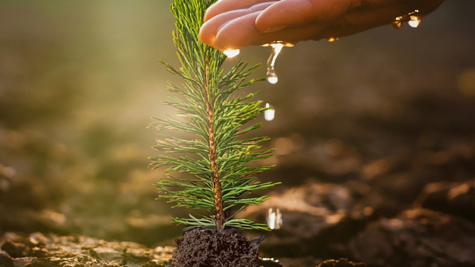 İzocam, 60. Yıl Hatıra Ormanı'nı Oluşturuyor