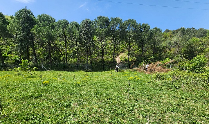 Polisan Holding, Dilovası'na Diktiği 93.500 Ağacı Koruyor