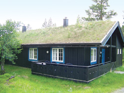 Canlı Çatıların Risk Tahlili